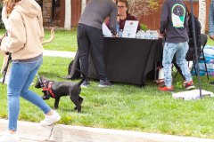 Bark-City-Festival-1