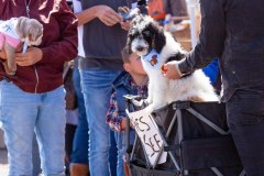 Bark-City-Festival-100