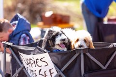 Bark-City-Festival-103