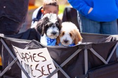 Bark-City-Festival-104