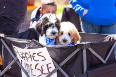 Bark-City-Festival-105