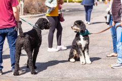 Bark-City-Festival-106