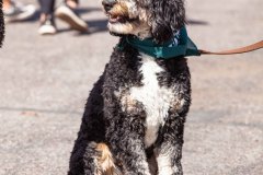 Bark-City-Festival-107