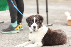 Bark-City-Festival-13