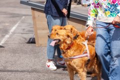 Bark-City-Festival-21