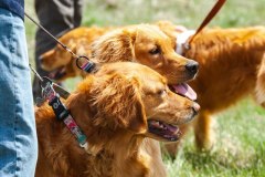 Bark-City-Festival-25