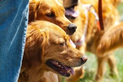 Bark-City-Festival-26