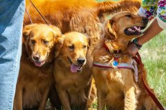 Bark-City-Festival-27