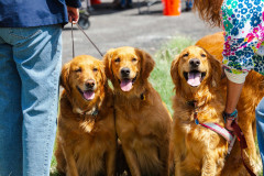 Bark-City-Festival-28