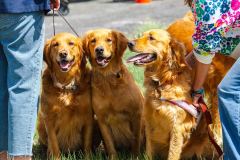 Bark-City-Festival-29