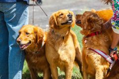 Bark-City-Festival-30