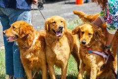 Bark-City-Festival-31