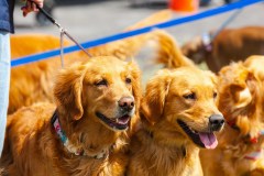 Bark-City-Festival-33
