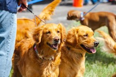 Bark-City-Festival-34