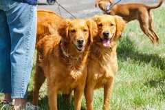 Bark-City-Festival-36