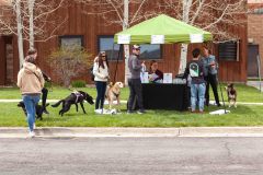 Bark-City-Festival-4