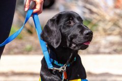 Bark-City-Festival-43