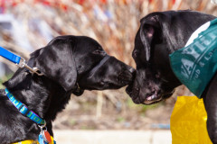 Bark-City-Festival-44