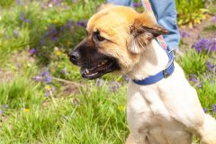 Bark-City-Festival-7