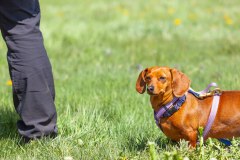 Bark-City-Festival-78