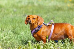 Bark-City-Festival-79
