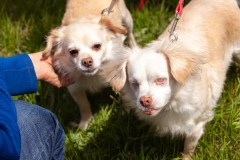 Bark-City-Festival-8