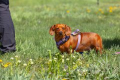Bark-City-Festival-81