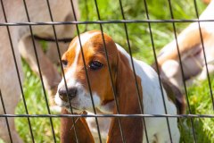 Bark-City-Festival-82