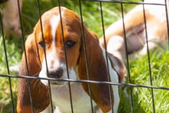 Bark-City-Festival-83