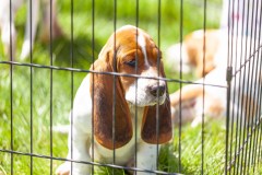 Bark-City-Festival-84