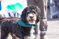 Bark-City-Festival-87