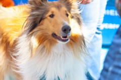 Bark-City-Festival-92