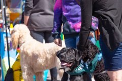 Bark-City-Festival-97