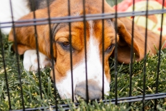 Bark-City-2026-194
