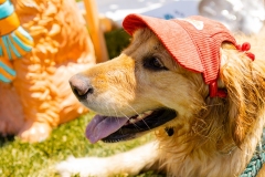 Bark-City-2026-203