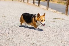 Bark-City-2026-227