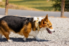 Bark-City-2026-228