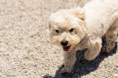 Bark-City-2026-231