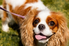 Bark-City-2026-256