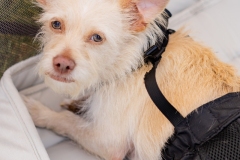 Bark-City-2026-261