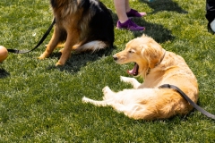 Bark-City-2026-355