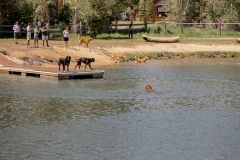 Bark-City-136