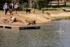 Bark-City-144