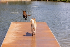 Bark-City-150