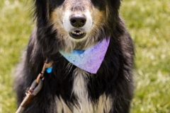 Bark-City-160