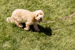 Bark-City-171