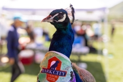 Bark-City-192