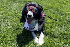Glasses-Dog